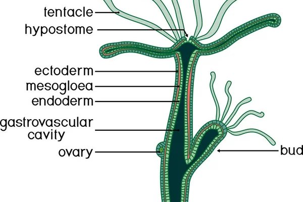 Kraken onion вход